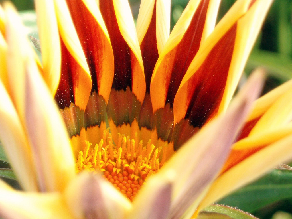 Coastal Gazania